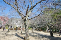 桜の標本木