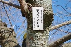 桜の標本木